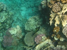 Подводный мир Красного моря