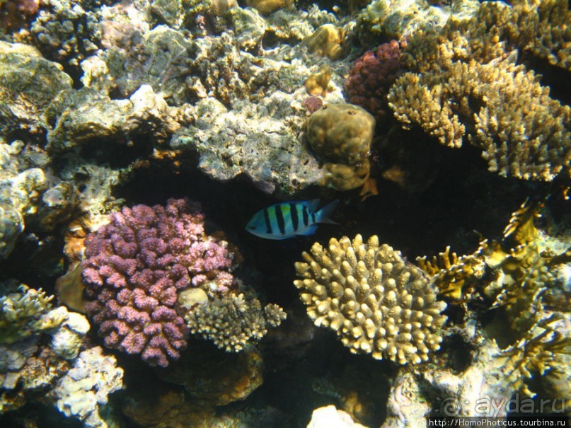Подводный мир Красного моря