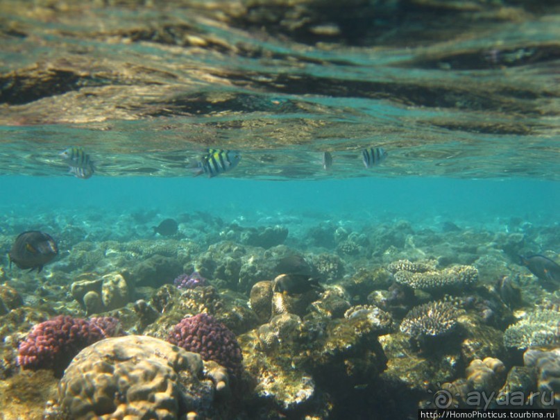 Подводный мир Красного моря