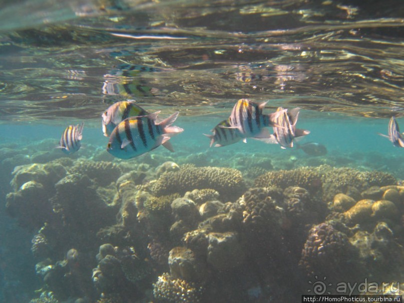 Подводный мир Красного моря