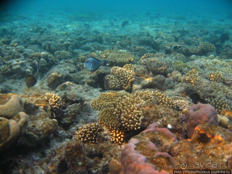 Подводный мир Красного моря