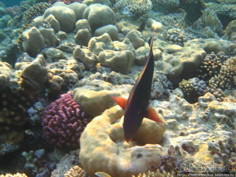 Подводный мир Красного моря