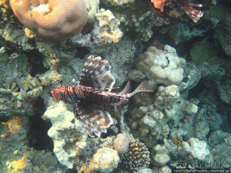 Подводный мир Красного моря