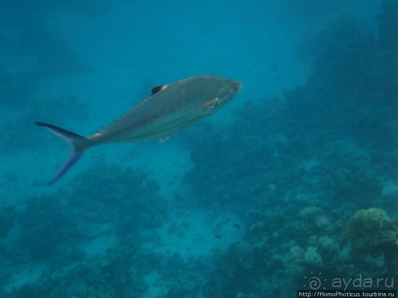 Подводный мир Красного моря