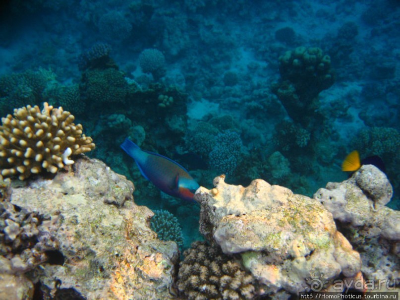Подводный мир Красного моря