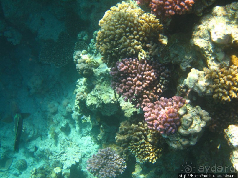 Подводный мир Красного моря