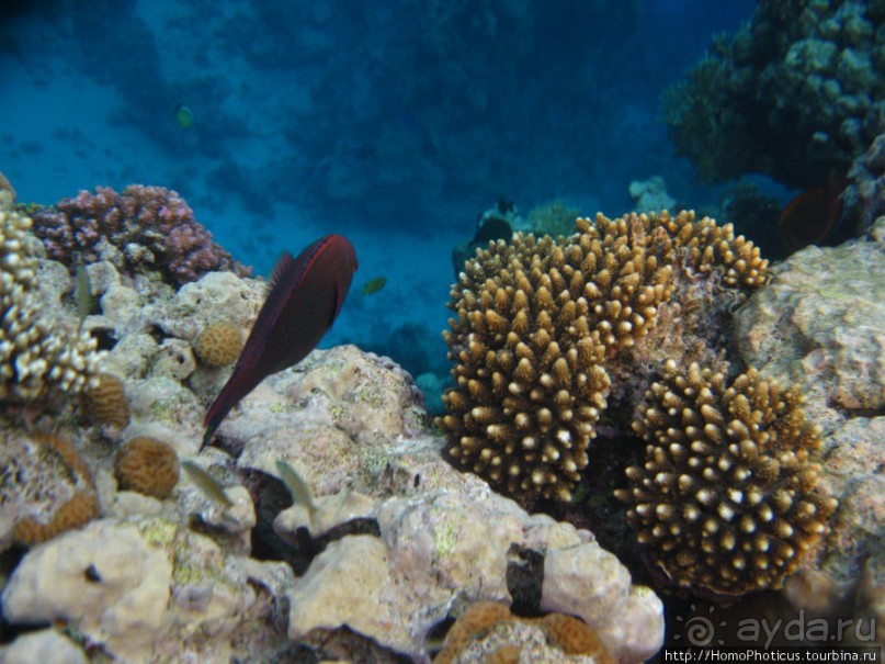 Подводный мир Красного моря