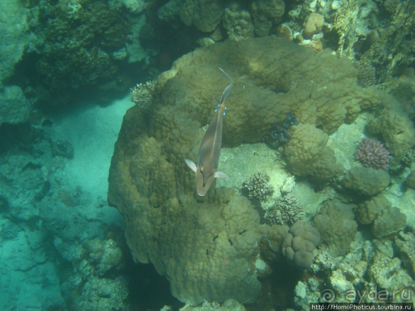 Подводный мир Красного моря