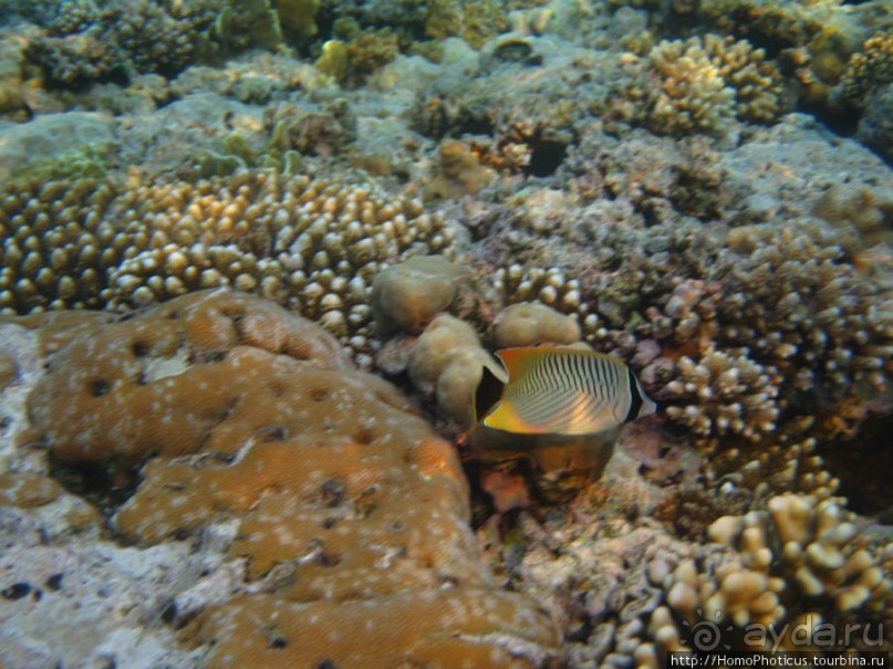 Подводный мир Красного моря