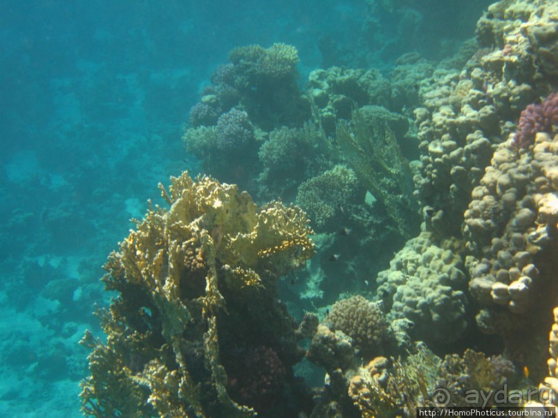 Подводный мир Красного моря