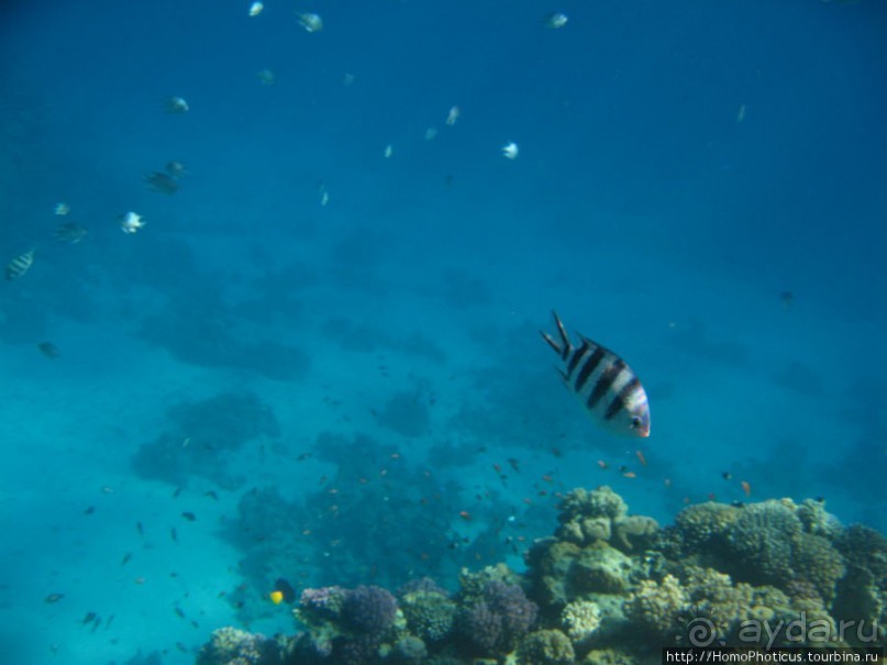 Подводный мир Красного моря