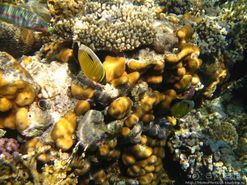 Подводный мир Красного моря