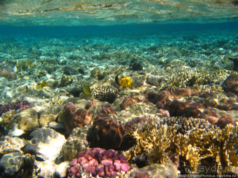 Подводный мир Красного моря