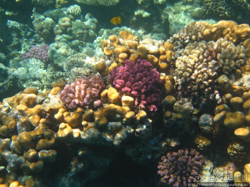 Подводный мир Красного моря