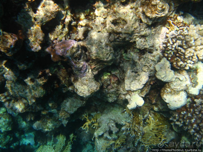 Подводный мир Красного моря