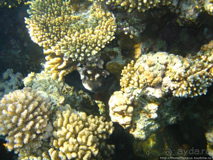 Подводный мир Красного моря