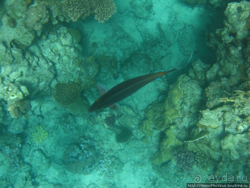 Подводный мир Красного моря