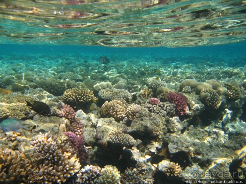Подводный мир Красного моря