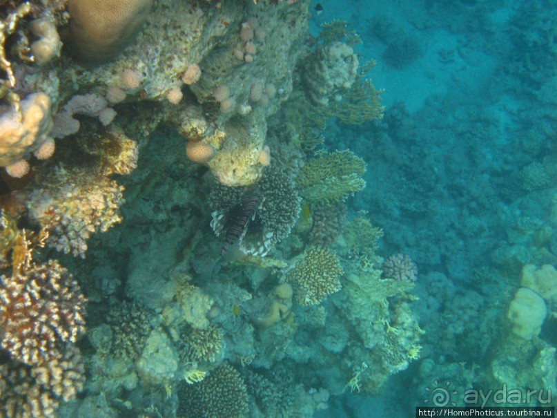Подводный мир Красного моря