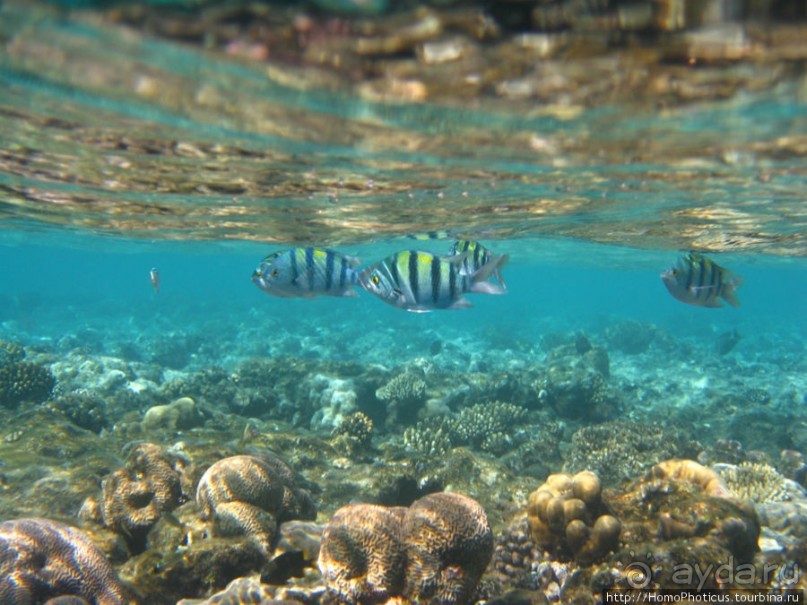 Подводный мир Красного моря