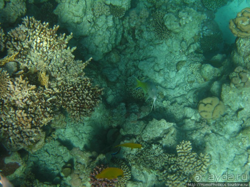 Подводный мир Красного моря