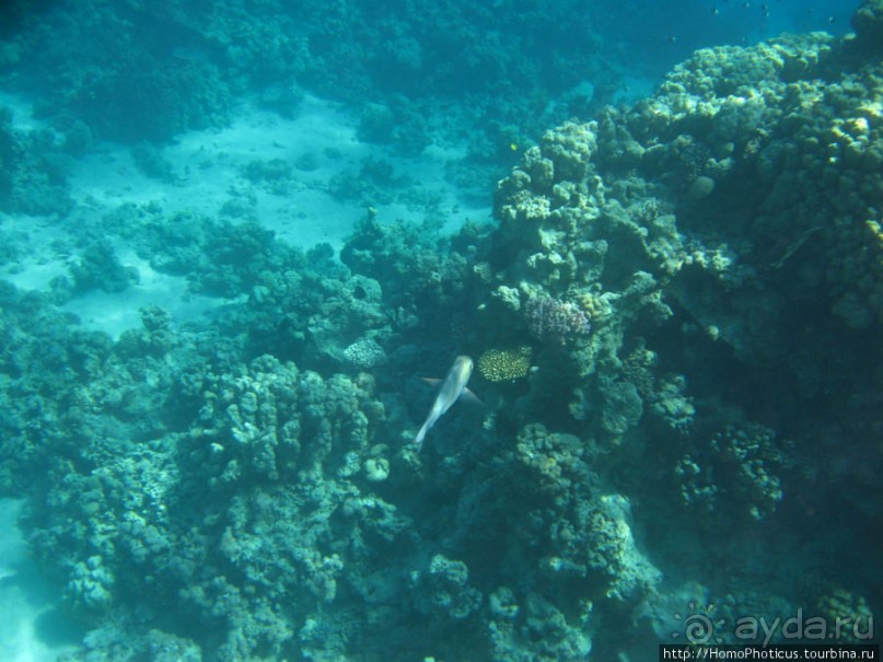 Подводный мир Красного моря