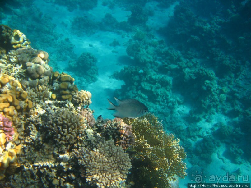 Подводный мир Красного моря