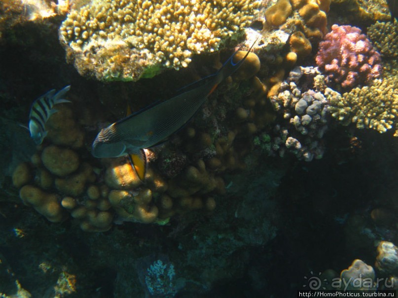 Подводный мир Красного моря