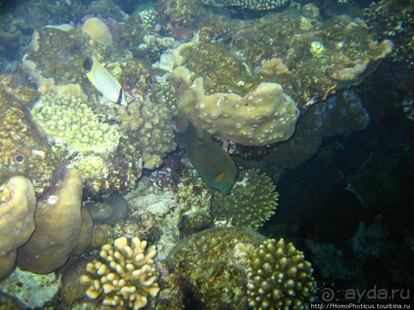 Подводный мир Красного моря