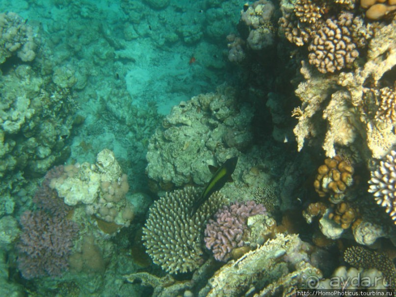 Подводный мир Красного моря
