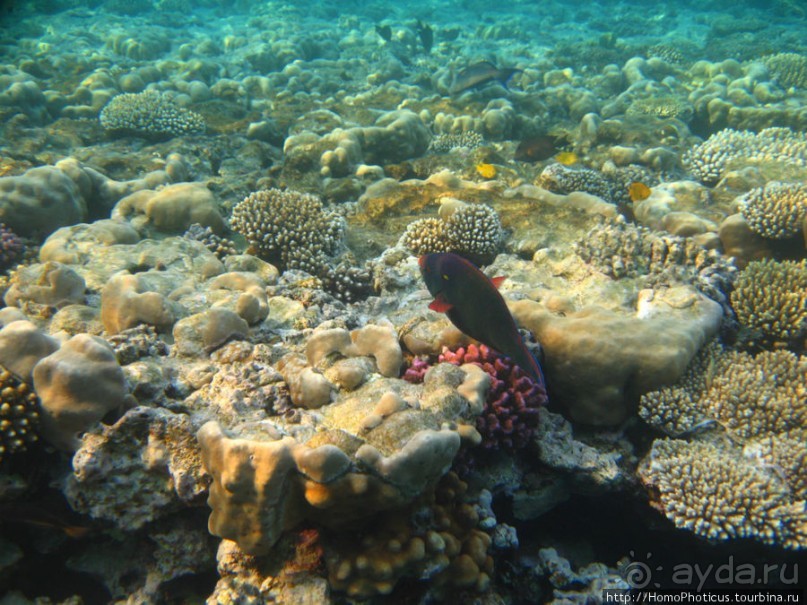 Подводный мир Красного моря