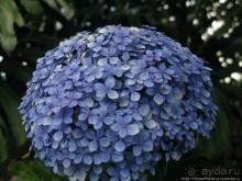 Алахуэла: бабочки, гады и водопады