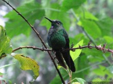 Алахуэла: бабочки, гады и водопады
