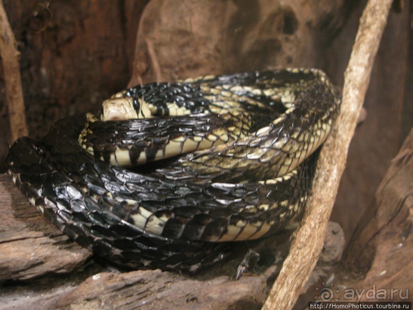 Алахуэла: бабочки, гады и водопады