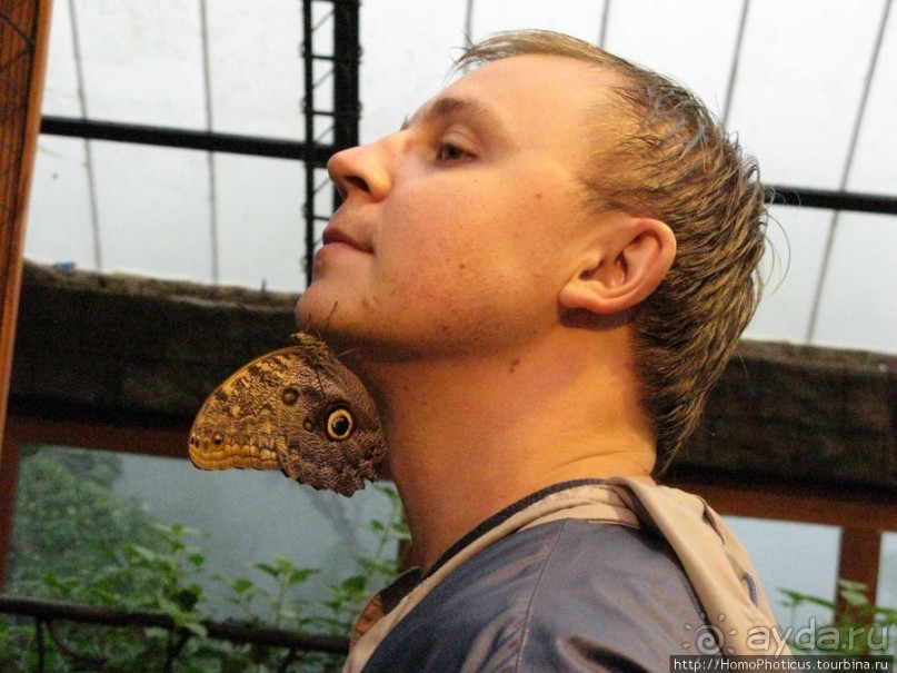 Алахуэла: бабочки, гады и водопады