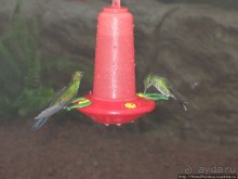 Алахуэла: бабочки, гады и водопады