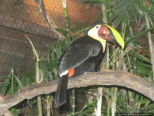 Алахуэла: бабочки, гады и водопады