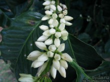 Алахуэла: бабочки, гады и водопады