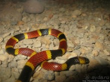 Алахуэла: бабочки, гады и водопады