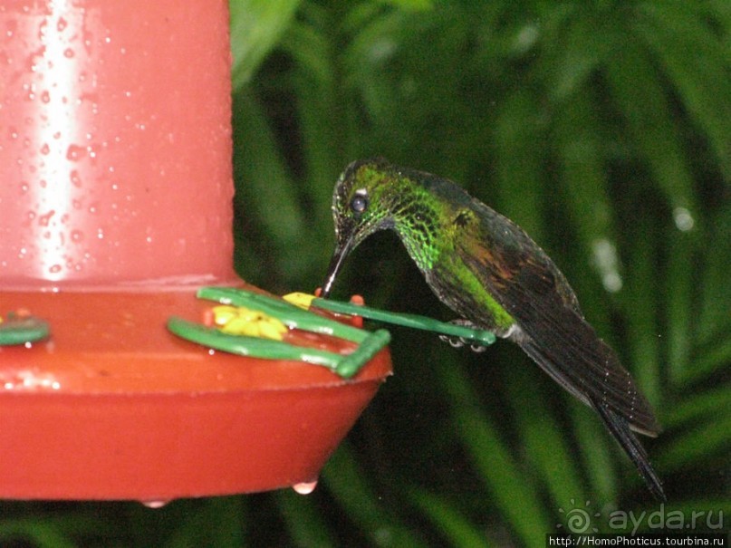 Алахуэла: бабочки, гады и водопады