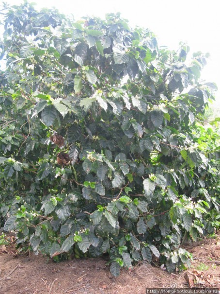 Алахуэла: бабочки, гады и водопады