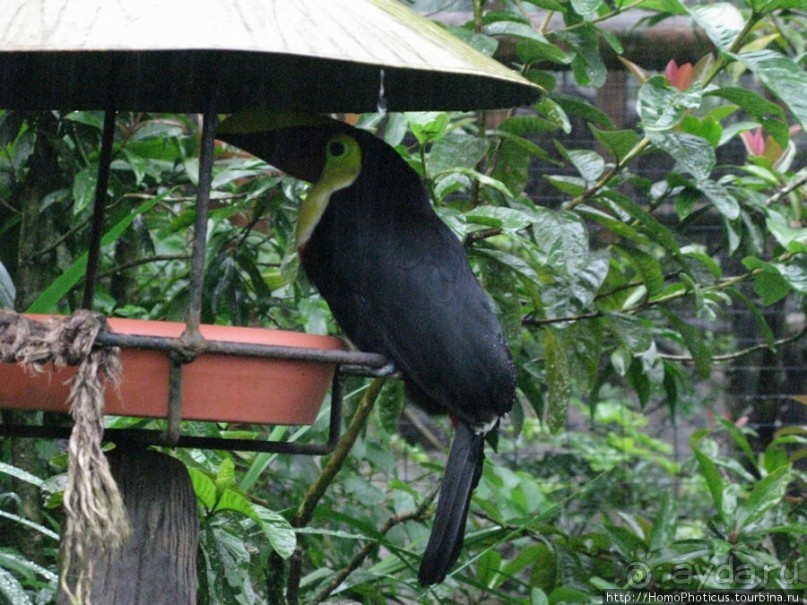 Алахуэла: бабочки, гады и водопады