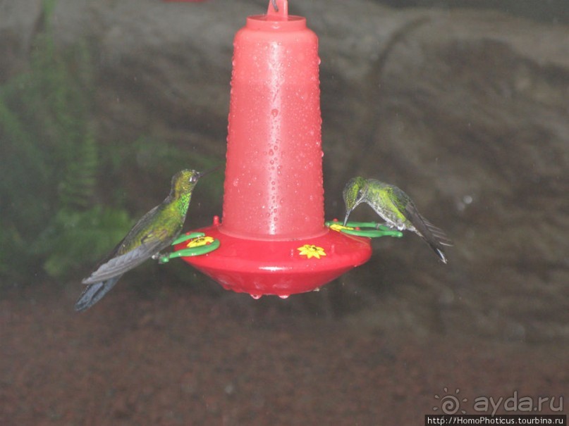 Алахуэла: бабочки, гады и водопады