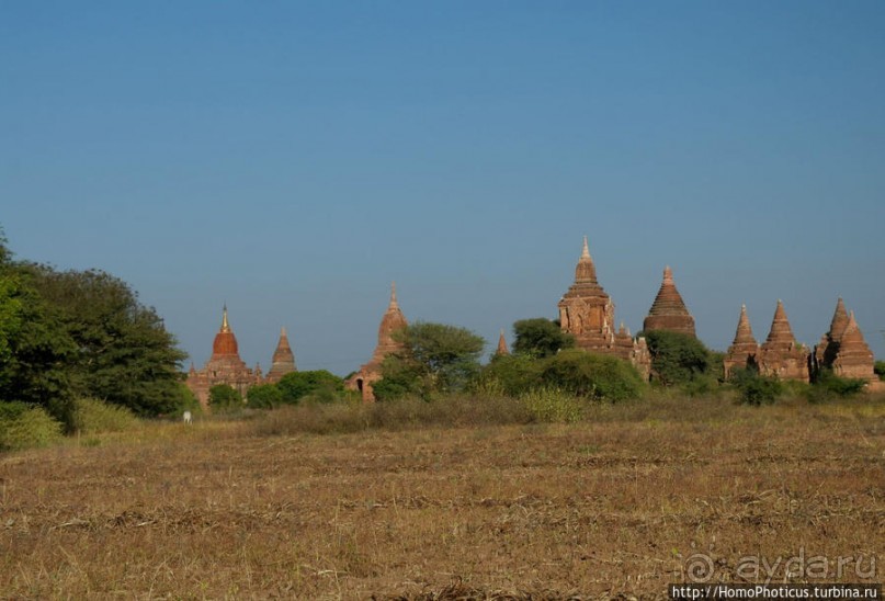 Здесь растут храмы!