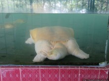 В протоках Меконга