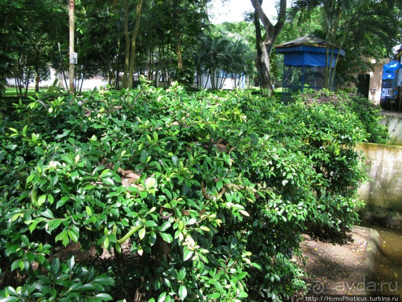 В протоках Меконга