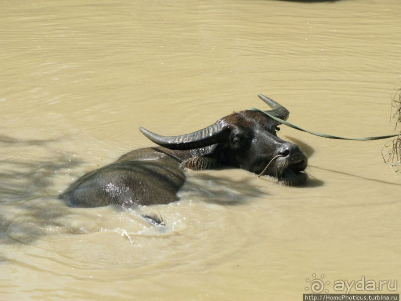 В протоках Меконга