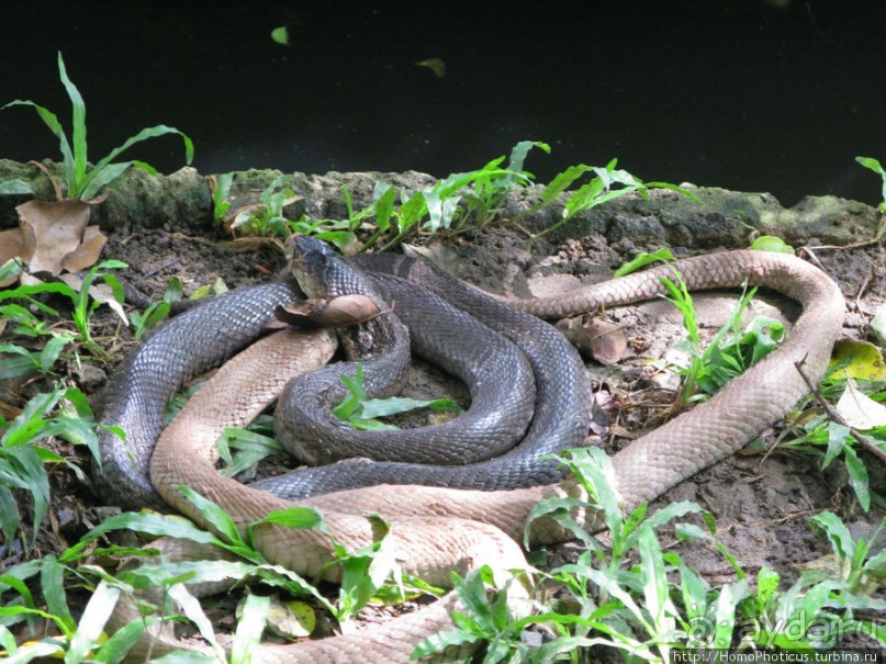 В протоках Меконга