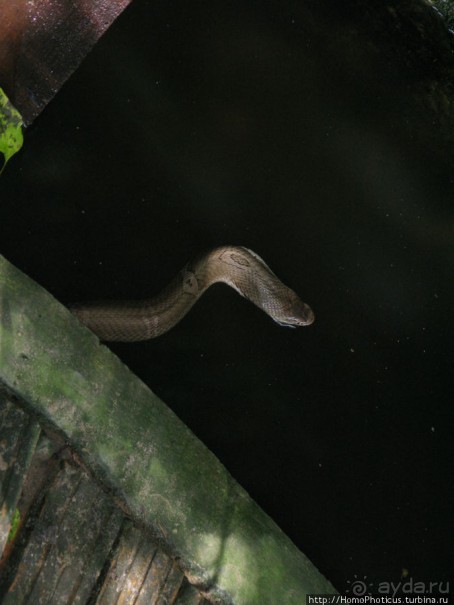 В протоках Меконга