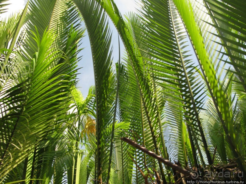 В протоках Меконга